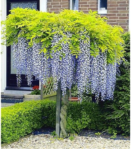 Blauregen Wisteria sinensis Containerware 60-100 cm : Amazon.de: Garten