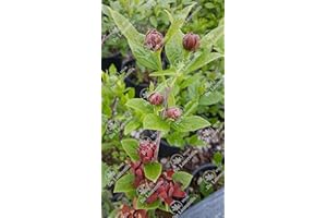 VIVAI DE LAURENTIIS Calycanthus Floridus (Calicanto estivo) vaso 19 cm