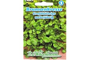 CHRESTENSEN Brunnenkresse Kresse großblättrig mehrjährig