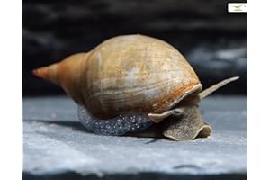 TEICH SCHNECKEN & MUSCHELN Teich Spitzschlammschnecken - Lymnaea stagnalis I 5er Aufräum- und Putztrupp I wird recht groß I Gesundheitspolizei des Gartenteichs