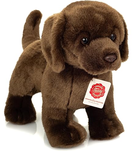 Alles over de Berner Sennenhond - Willows choice