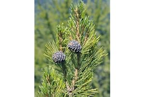 SVI 5 Samen von Pinus Cembra Zirbe Baum