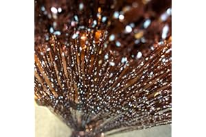 Vagasi 2 Pack Beaded Curtains String 100x200 cm Beaded Curtains for Doorways Tassel Glitter String Curtains Room Dividers Curtain Hippie Room Décor for Living Room, Bedroom, Closet, Party