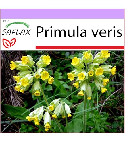 SAFLAX - Verbasco Falso Barbasso - 500 Semi Con Istruzioni - Verbascum Densiflorum