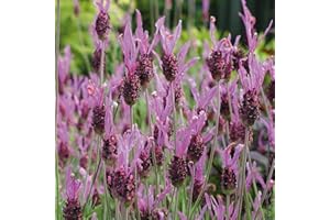 TU PROPIO JARDÍN 200 Semillas de Lavandula stoechas (Cantueso o Tomillo Borriquero)