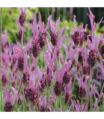 10000 Semi Di Lavanda Vera (Lavandula Angustifolia) In Bustina Da 10g – Pianta Officinale Perenne