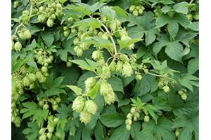 GREEN FUTURE PFLANZENHANDEL Echter Hopfen Humulus lupulus L. Pflanze 5-10cm Bierhopfen Hoppen Hopfenpflanze