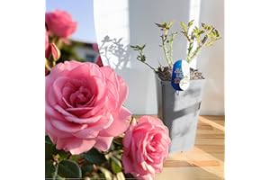 BLUE MAGIC DESIGN Mature Plant Pink Tom Shrub Rose in 2L Pot: Well-Developed Roots, Ideal for Garden Borders, Hedging, and Climbing Trellises