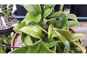 CORNWALL PLANTS Hoya Carnosa The Wax Plant Small but Healthy Flowering Climber in 7cm Pot