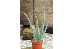 KUNERT-KERAMIK Echte Aloe Vera,üppige Pflanzen, 10,5cm Topf, ca. 30 cm Gesamthöhe (1 Pflanze)