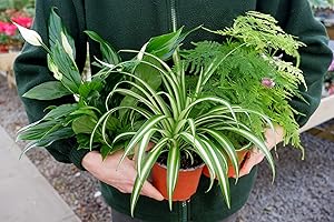 Carbeth Plants Clean Air Indoor Plant Mix - 3 Air Purifying Indoor Plants in 12cm Pots - Peace Lily, Spider Plant and Asparagus Fern