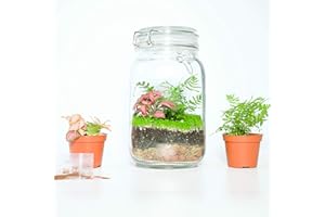ConcreteLab&Co Closed Plant Terrarium Kit Fittonia Fern Moss Tools (Kit with Fern, Fittonia & Baby Tear Seeds)