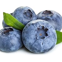 2x Vaccinium corybosum"Brigitta Blue" | 2er Set Blaubeeren Strauch Bio | Heidelbeeren Pflanzen kaufen | Pflanzen Balkon…