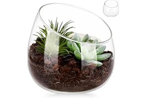 Toddmomy Glass Vase - 4.7 Inch Transparent Decorative Bowl for Succulents, Moss, and Small Plants - Ideal for Home and Office Decor