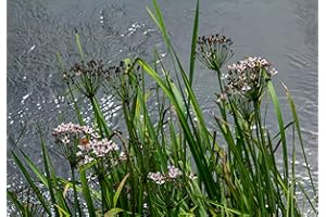 Lincolnshire Pond Plants Ltd - Marginal Aquatic Pond Plant - (Butomus Umbellatus) - 1Ltr Potted