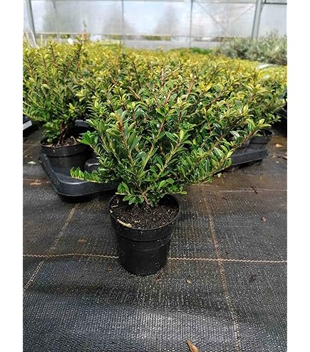 plant fertilizer All Purpose Granular 10-10-10 Fertilizer