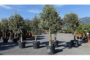 gruenwaren jakubik Olivenbaum Olive '20 Jahre' 170-180 cm, beste Qualität, winterhart, Olea Europaea
