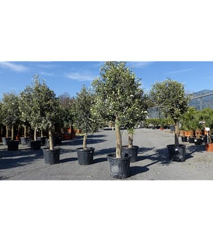 gruenwaren jakubik Olivenbaum R5 Olive 250 cm hoch, Olea Europaea im  Pflanzsack alt urig knorrig winterhart : Amazon.de: Garten