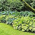 Mix 7x Stk Rhizome Hosta Funkien pflanze Freilandpflanzen Gartenpflanzen winterhart