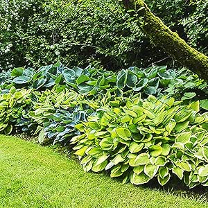 Mix 7x Stk Rhizome Hosta Funkien pflanze Freilandpflanzen Gartenpflanzen winterhart