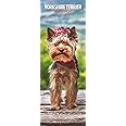 Yorkshire Terrier Slim 2024 Calendar Multi-Colour