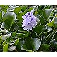 Water Hyacinth Floating Pond Plant - Pond Flower - Koi Pond Plants (8) (Read Description! WE CAN NOT Ship to Some States)