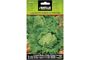 Semillas Batlle Laitue Batavia Doré - Printemps