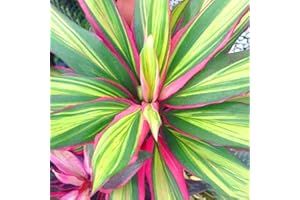 GARDENERSDREAM Cordyline Kiwi - Planta Ti | Mejores Plantas de Interior | Planta Multicolores en Maceta de 30-40cm.
