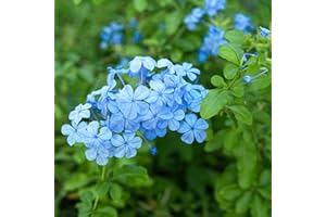 LE GEORGICHE Pianta vera di Plumbago capensis "Coerulea" - Diametro Vaso Ø 17 cm