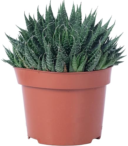 Dehner Echte Aloe, Aloe vera, fleischige Bltter, 40-60 cm,  Topf 15 cm,  Sukkulente : Amazon.de: Garten