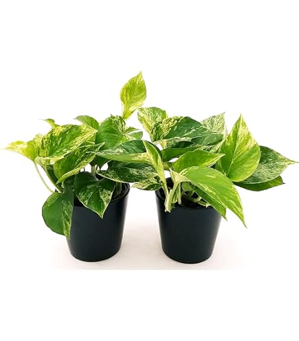 POWERS TO FLOWERS - BEGONIA REX NERA, JUNGLE BLACK IN VASO CERAMICA SIGNORINA, ideale per scrivania, pianta vera