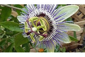 TREE ONLINE NURSERY Blue PASSIONFLOWER Passiflora caerulea - 30-40cm (Cut Back) Tall Plant in a 7cm Pot - The hardiest Passion Flower for The UK - Fast Growing Climber with Large, Blue Flowers