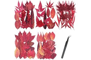 Cayway 73 Piezas Hoja de Arce Rojo Naturales Flor Prensada Mezclada, Naturales Flores Prensadas Secas Bricolaje Conjunto de Flores Secas para Resina Scrapbooking