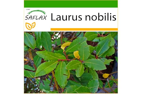 SAFLAX - Laurier vrai - 6 graines - Avec substrat - Laurus nobilis