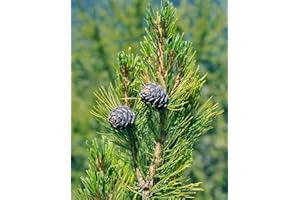 GREEN FUTURE PFLANZENHANDEL Zirbelkiefer Pinus cembra Pflanze 5-10cm Arbe Arve Zirbe Zirbel-Kiefer