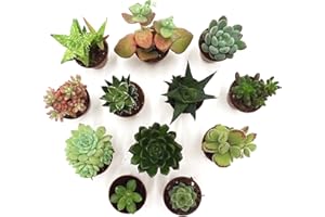 Sukkulenten Echte Pflanzen Lebend Mix von Rabatini, Set aus 12 Echten Voll Verwurzelten Kleinen Pflanzen, Höhe ca. 6–12 cm, Ø 5cm Topf.