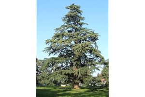 Cedro dell'Himalaya "Cedrus deodara" pianta in vaso ø22 cm h. 170/200 cm Vivaio di Castelletto