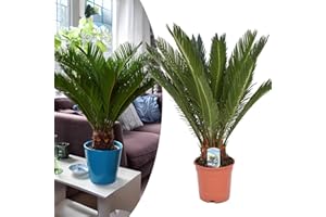 Happy Plants Cycas revoluta Palmfarn I 45 cm x ⌀ 12 cm, Zimmerpflanzen Pflanzen Palme ganzjährig, Zimmerpalme Kübelpflanze Topfpflanze Grünpflanze echte-Palme, frisch aus unserer Gärtnerei (1 Stück)