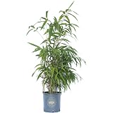 Vannucci Piante – Cipresso Leylandii Giallo 'Castlewellan Gold' In Vaso 24cm, Altezza 75cm, Pianta Vera Sempreverde