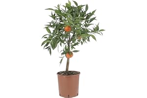 KENTIS - Citrus Clementina - Mandarancio - Piante da Frutto Vere - H 70-80 cm Vaso Ø 20 cm