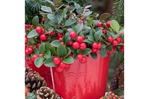 GARDENERSDREAM Gaultheria Big Berry | Plantas de bayas perennes | Arbustos grandes y resistentes con flores