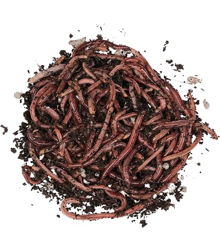 Vers Dendrobaena Géants 1 Kg – Moyen, Environ 1000 Pièces, Appât Vivant