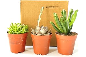 CONCRETELAB&CO Live Succulent Mix Indoor Pot Plant House Office Celebration Gift Idea (3)