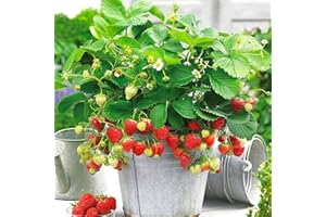 ZIELONYOGROD Lot de 10 Plants de Fraisiers Grimpants à Fruits Répétés - Fraises Délicieuses - Fruits Sains - Résistants - Facile à Cultiver - pour Jardin et Balcon - Méthode Frigo