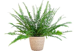BloomPost Nephrolepis Green Lady - 15-25 cm + Basket - Indoor Plant - Low Maintenance House Plant - Easy to Grow Home Office Plants - Next Day Free UK Delivery