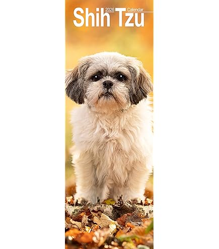 ICASA PRESS - Calendario De Pared Shih Tzu 2025 De 12 Eses, Abierto