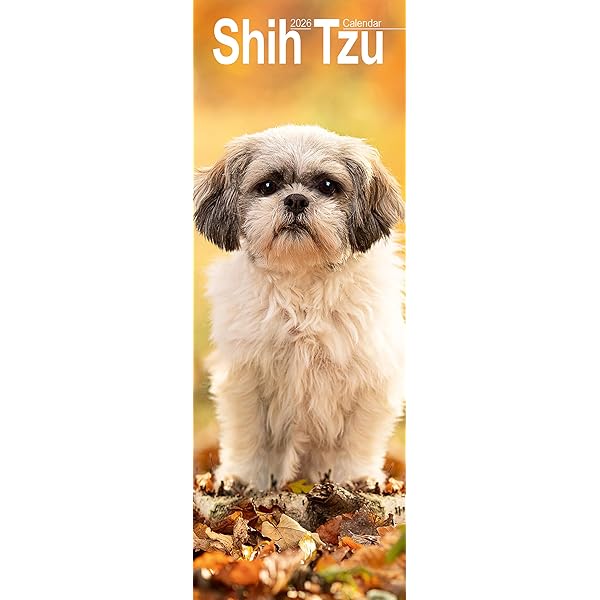Plaque Shih Tzu Très Cool Mais Pas Avec Tout Le Monde Panneau Humour Attention Au Chien Personnalise