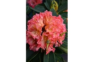 PLANTENWELT Alpenrose Rhododendron Sun Fire 30-40 cm hoch im 5 Liter Pflanzcontainer