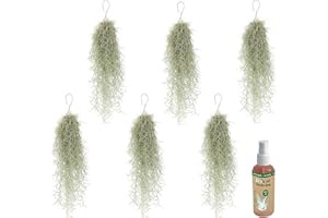 vdvelde.com - Ecoworld Luftpflanzen Usneoides Tillandsia + 2x Tillandsien Spray für kräftige und intensiver gefärbte Pflanzen - 6 Strauß ca. 50 cm lang - Hängende Zimmerpflanze - Aus eigen Gärtnerei