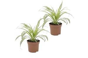 Dominik Blumen und Pflanzen, Grünlilie "Ocean", 2 Zimmerpflanzen, gute Ampelpflanzen, 10 - 12 cm Topf